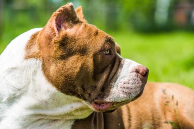 Çikolata rengi Amerikan Bully köpeği yeşil çimlerin üzerinde. Kaslı vücutlu orta boy bir köpek.