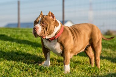 Çikolata rengi Amerikan kabadayı erkek köpeği yeşil çimlerin üzerinde. Kaslı vücutlu orta boy bir köpek.