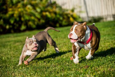 Amerikan zorba köpek yavruları dışarıda oynuyorlar. Orta boylu, kaslı bir köpek.
