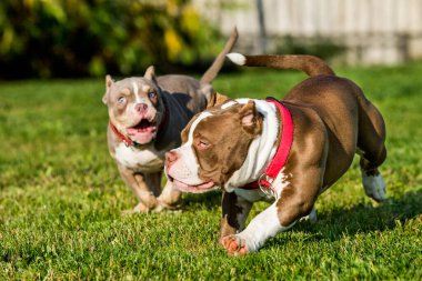 Amerikan zorba köpek yavruları dışarıda oynuyorlar. Orta boylu, kaslı bir köpek.