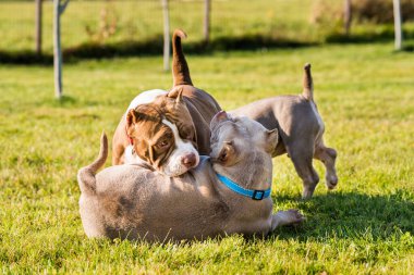 Amerikan zorba köpek yavruları dışarıda oynuyorlar. Orta boylu, kaslı bir köpek.