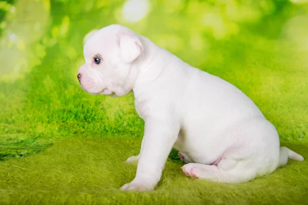 白い色のコートアメリカのいじめ子犬犬は緑の背景にあります — ストック写真