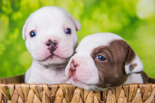 Two Funny American Bullies Puppies Chocolate Brown White Color Coat — Stock Photo, Image