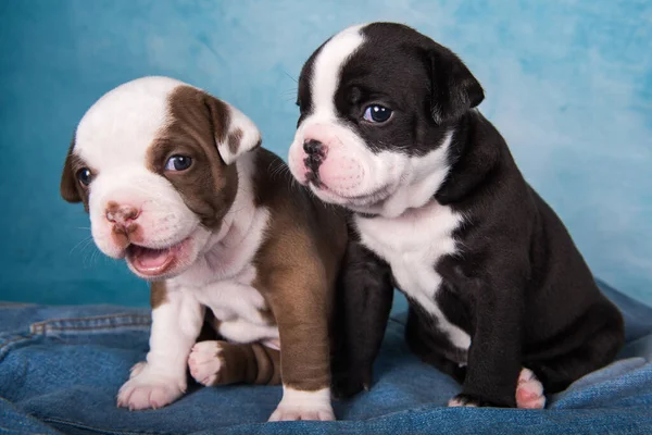 Two Funny American Bullies Puppies Chocolate Brown Black Color Blue — Stock Photo, Image