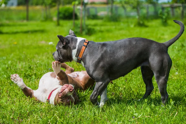 Weibliche Blaue Haare American Staffordshire Terrier Hund Und Schokoladenbraune Farbe — Stockfoto