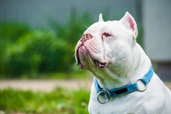 Blanco American Bully Perro Retrato Primer Plano Masculino Fuera Hierba —  Fotos de Stock