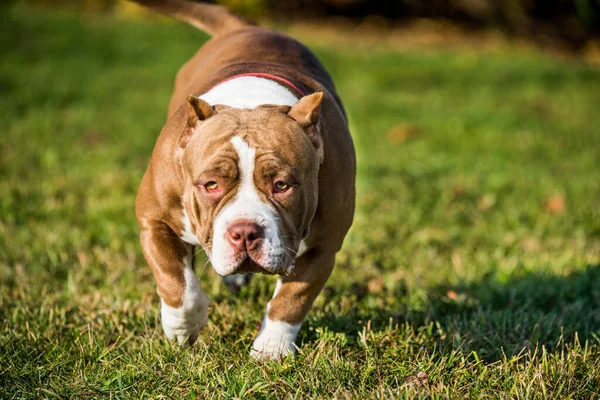 Chocolate Marrón Color Hembra American Bully Cachorro Perro Mueve Perro —  Fotos de Stock