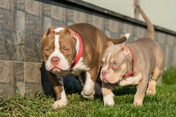 Deux Chiots Bully Américains Jouent Dehors Chien Taille Moyenne Avec — Photo