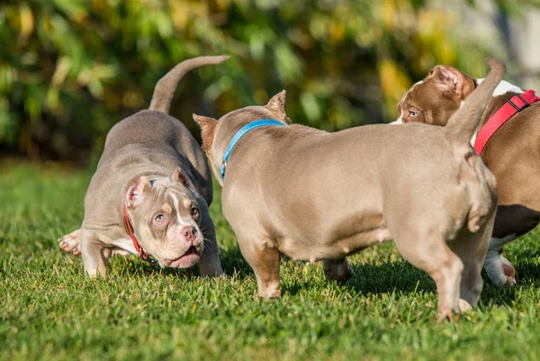 American Bully Puppies Dogs Playing Move Medium Sized Dog Muscular — Stock Photo, Image