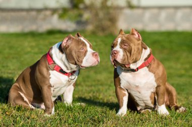 Doğada iki çikolatalı, kahverengi Amerikan kabadayı köpeği var. Kaslı gövdeli orta boy köpekler.