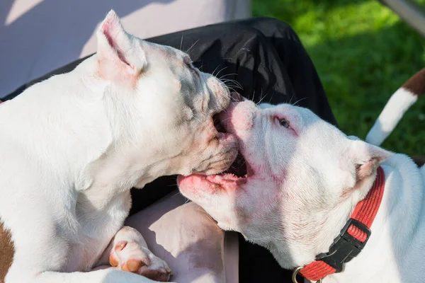 American Bully Puppy Spelen Buiten Middelgrote Hond Met Gespierd Lichaam — Stockfoto