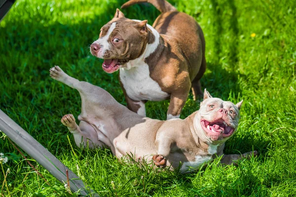 American Bully Κουτάβια Σκυλιά Παίζουν Κίνηση Έξω Μέτριο Μέγεθος Του — Φωτογραφία Αρχείου
