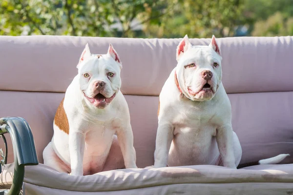 Dos Perros Bravucón Americano Color Blanco Están Naturaleza Perros Medianos —  Fotos de Stock