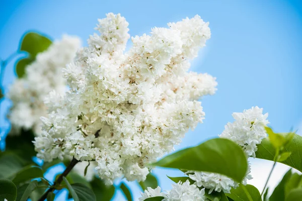 Lente Witte Lila Tak Blauwe Lucht Bloeiende Gewone Syringa Vulgaris — Stockfoto