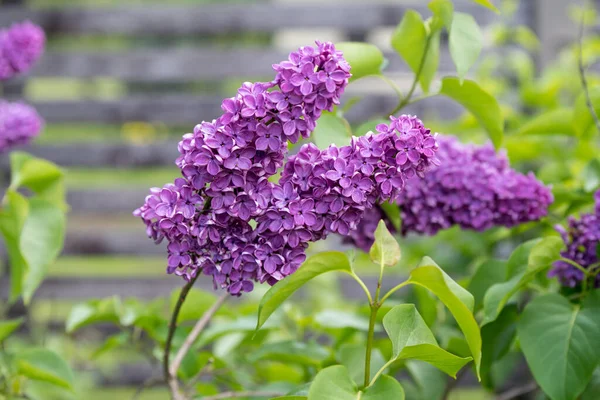 Rama Flores Lila Púrpura Sobre Fondo Verde Fondo Primavera Natural —  Fotos de Stock