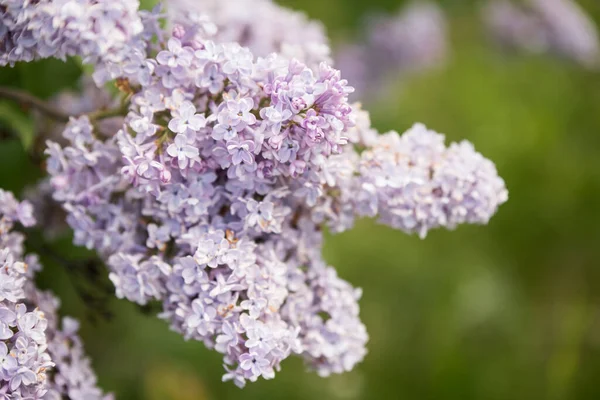 Rama Flores Lila Púrpura Sobre Fondo Verde Fondo Primavera Natural —  Fotos de Stock