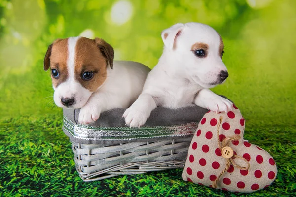 Dvě roztomilá štěňátka Jack Russell teriér sedí v velikonoční krabici — Stock fotografie