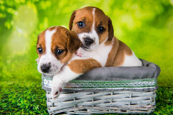 Два милых щенка-терьера Джека Рассела сидят в плетеной корзине на Пасху — стоковое фото