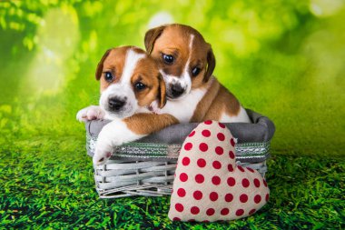 Paskalya hasır sepetinde oturan iki şirin Jack Russell Terrier köpeği.