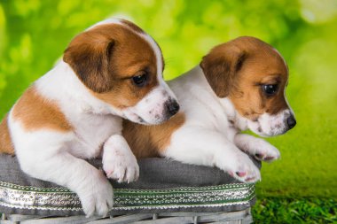 Paskalya hasır sepetinde oturan iki şirin Jack Russell Terrier köpeği.