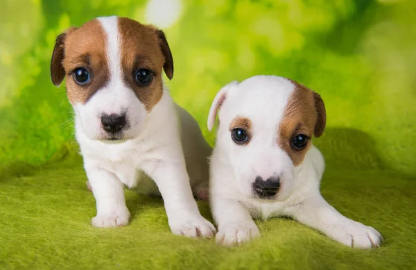 Twee schattige jack russell terrier puppies zitten op groene achtergrond — Stockfoto