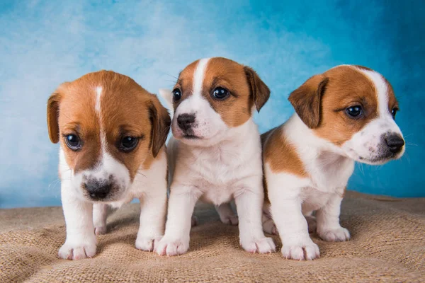 Группа щенков-терьеров Джека Рассела на фоне синего фона — стоковое фото