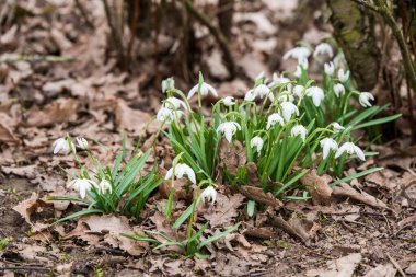 Kar damlası bahar bahçesi çiçekleri. Yaygın kar damlası Galanthus nivalis çiçekleri
