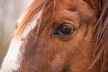 Profil. Dışarıdaki kahverengi atın gözünü kapat.