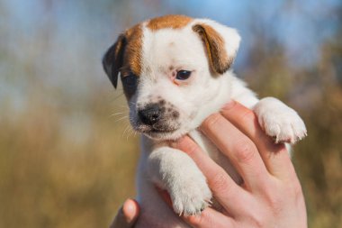 Kadın hayvan barınağından bir köpek yavrusu evlat edinmiş..