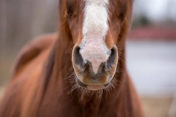 Caballo en la naturaleza. Retrato de un caballo, caballo marrón — Foto de Stock