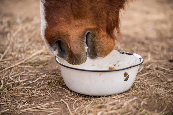 Red bay paard eet haar voer uit een rubberen pan in de wei — Stockfoto