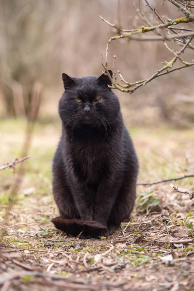 Черная кошка без одного глаза на фоне природы — стоковое фото