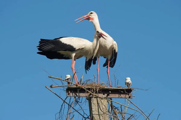 Dos cigüeñas blancas en el nido contra el cielo azul — Foto de Stock