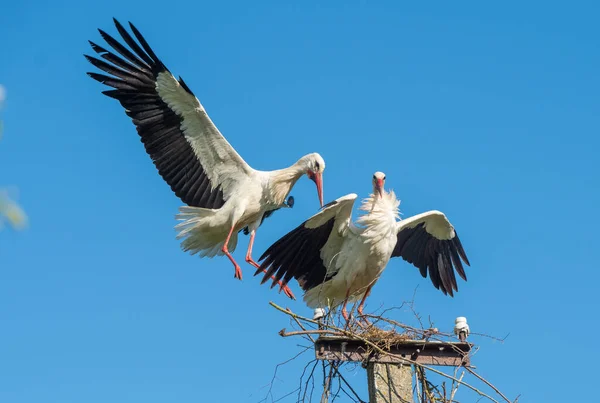 둥지에 있는 두 마리의 흰 황새가 푸른 하늘을 배경으로 — 스톡 사진