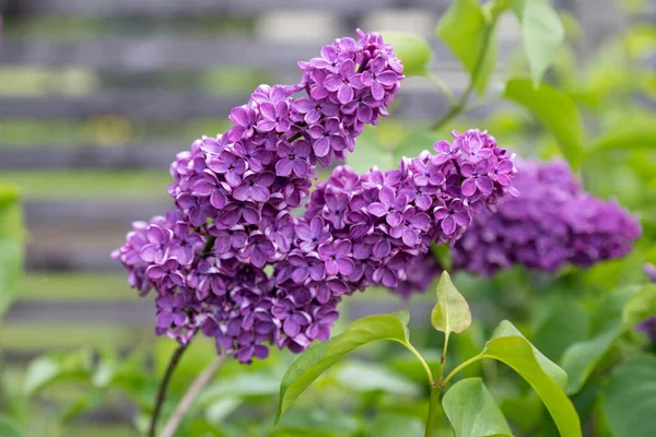 Purple lilac flowers branch on a green background, natural spring background, soft selective focus — Stock Photo, Image