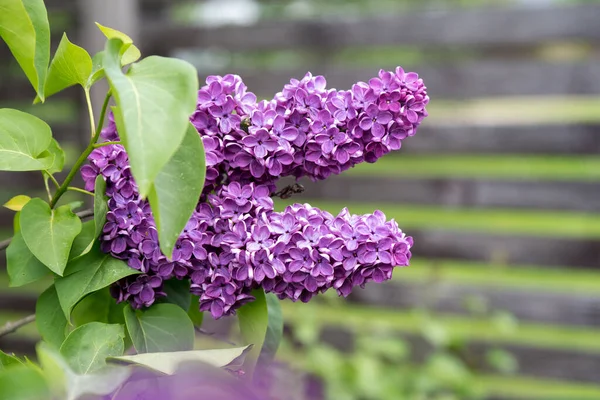 Purple lilac flowers branch on a green background, natural spring background, soft selective focus — Stock Photo, Image