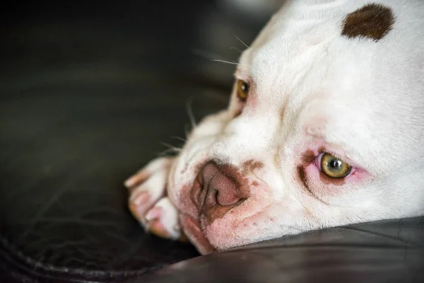 American Bully cachorro perro se encuentra en el sofá dentro — Foto de Stock