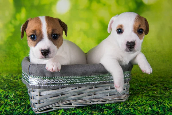 Dois bonitos cachorros Jack Russell terrier sentados em uma caixa de Páscoa — Fotografia de Stock