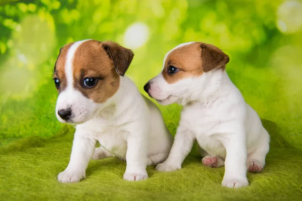 Due simpatici cuccioli jack russell terrier seduti su sfondo verde — Foto Stock