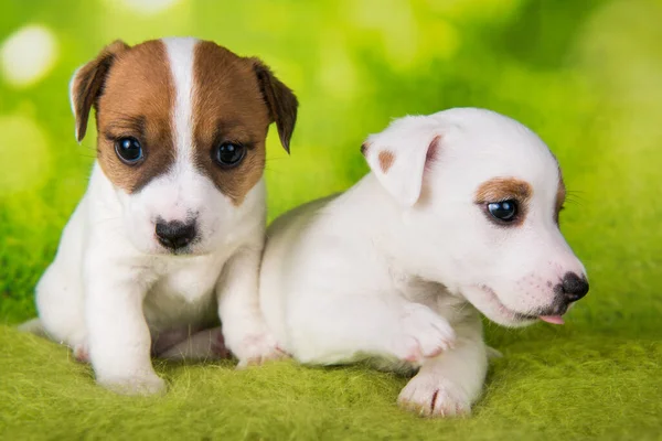 Dois bonito jack russell terrier cachorros sentado no fundo verde — Fotografia de Stock