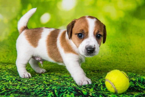 Brincalhão feliz Jack Russell Terrier cão com bola de tênis — Fotografia de Stock