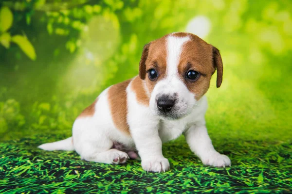 Jack Russell teriér štěně pes na zeleném pozadí — Stock fotografie