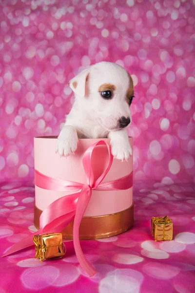 Jack russel terrier puppy in a pink present box — Stock Photo, Image