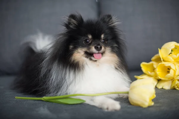 Hermoso spitz entre tulipanes amarillos. Día nacional del perro. Día de la Mujer. Día mundial de los animales —  Fotos de Stock