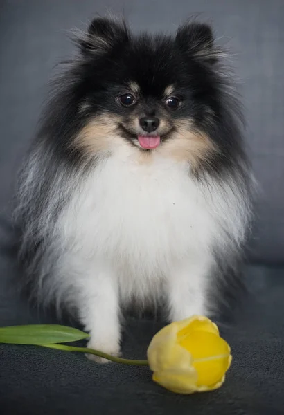 Hermoso spitz con tulipán amarillo. Día nacional del perro. Día de la Mujer. Día mundial de los animales —  Fotos de Stock