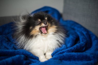 Pomeranian Spitz evdeki kanepede yatıyor.