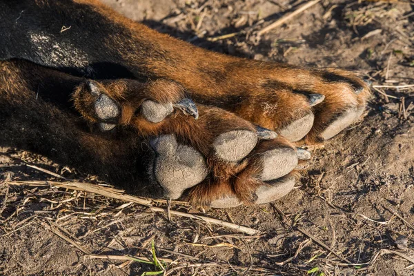 Grandes patas de perro Beauceron cerca de fondo — Foto de Stock