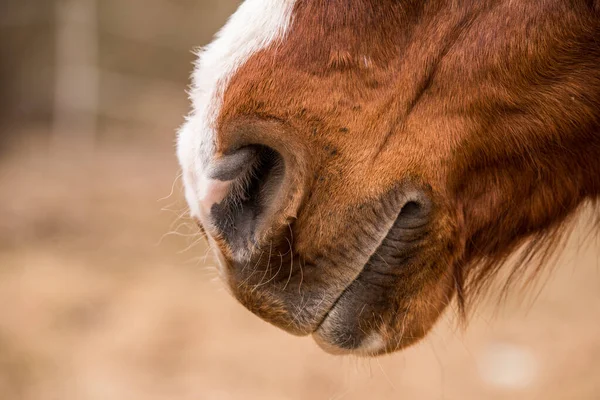 Brown nariz de caballo de cerca fuera en la naturaleza — Foto de Stock