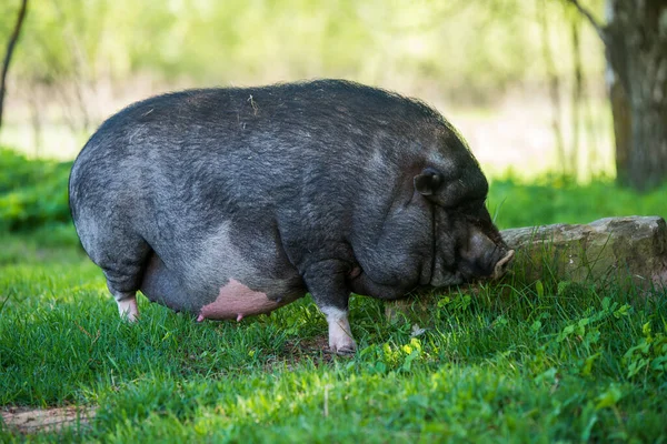 Vietnam pot-bellied pig graze on a lawn grass. — Stok Foto