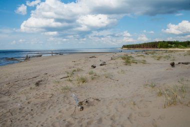 Karnikava, Letonya, Baltık Denizi kıyılarında güneşli bir günde devrilmiş ağaçlar.